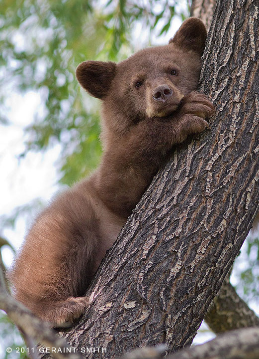 Bear Cub (no mama bear in sight, we kept checking)