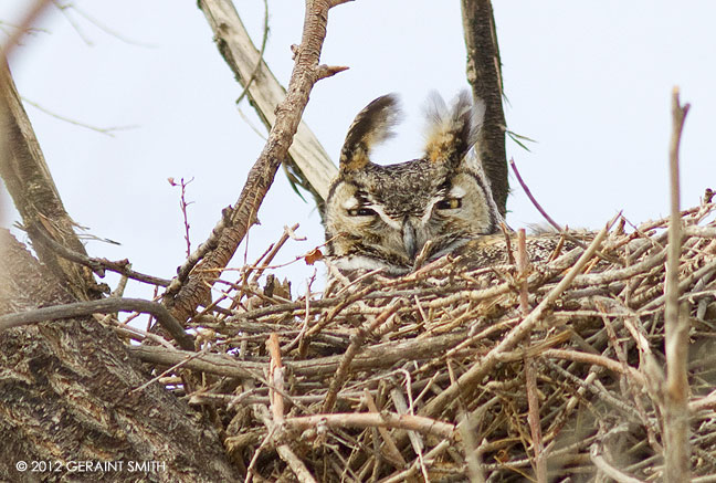 Great Horned Owl on nest in La Jara, Colorado