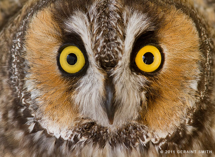 Long - eared Owl