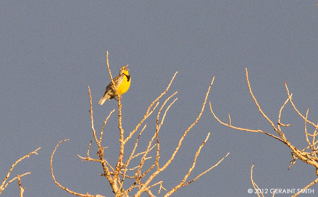 Western Meadowlark ... sing baby sing
