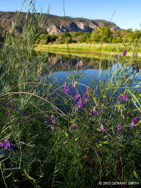 River flora on the Rio Grande in Pilar, New Mexico