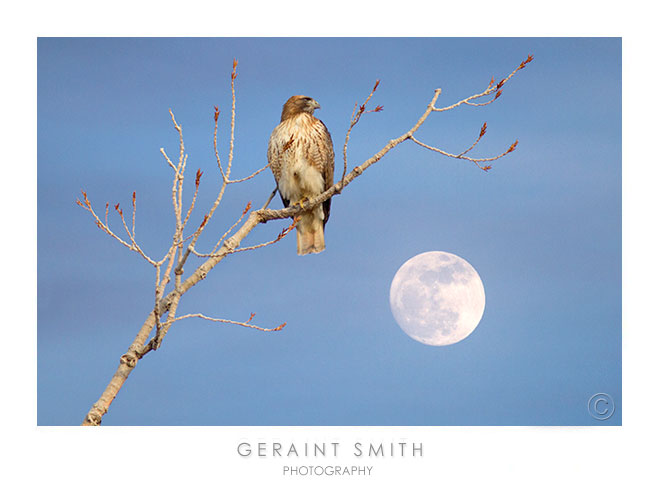 Red Tailed Hawk and the Wolf Moon