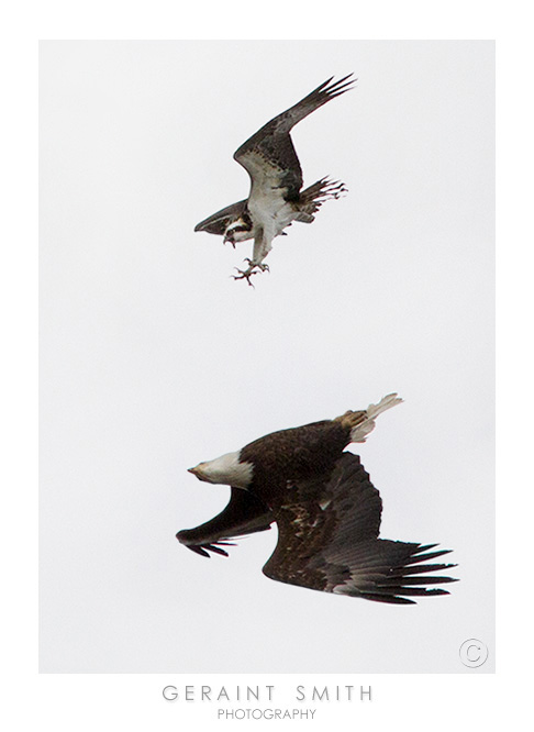 Mid air moment, the Bald Eagle and the Osprey