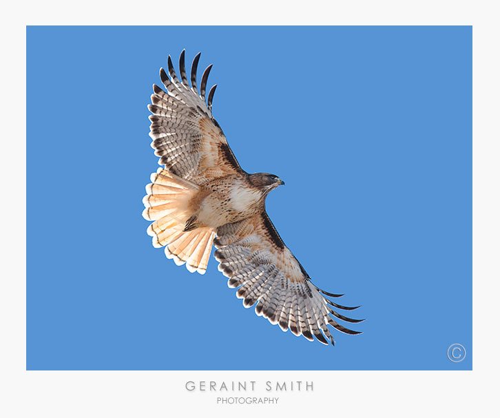 Beautiful Red-Tailed Hawk ... taken on a photo tour in southern Colorado