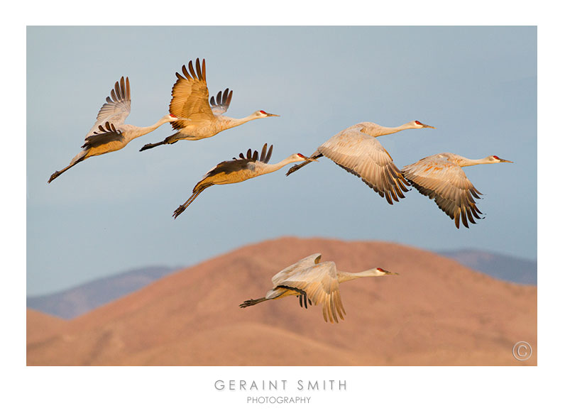 Dropped in the Bosque del Apache to spend a couple of days with the Sandhill Cranes!
