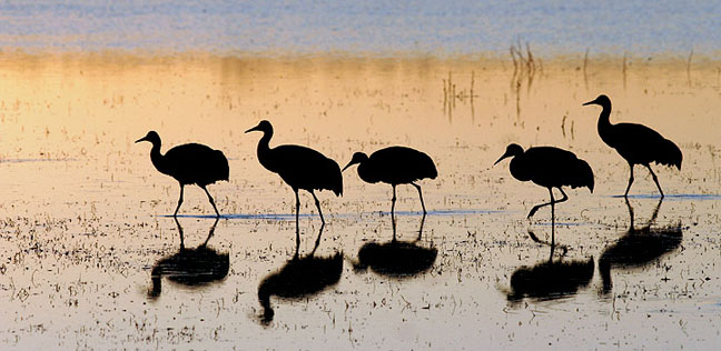Sandhill Cranes take a morning walk through the marshes at the Bosque del Apache NWR in New Mexico