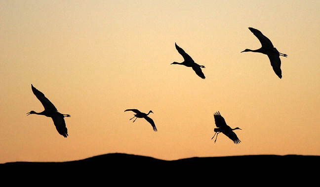 Silhouettes of Sandhill cranes and one Snow goose at the Bosque del Apache NWR in New Mexico. The cranes, ducks and geese land in the marshes at sunset and spend each night in relative safety from coyotes.