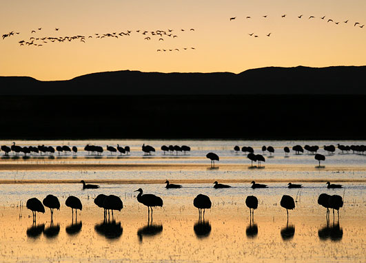 A duck troupe and cranes at the Bosque del Apache NWR in New Mexico