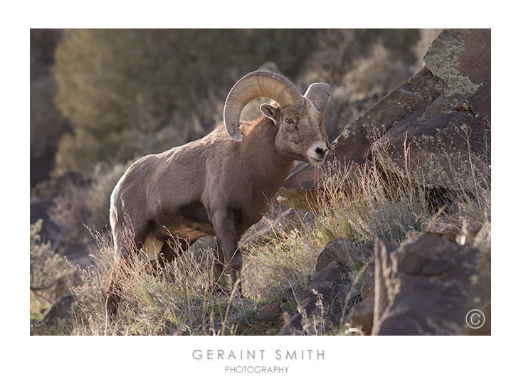 Hanging some more with the Bighorn Sheep