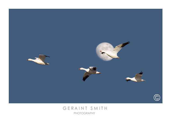 Snow geese and the moon over the Bosque del Apache NWR
