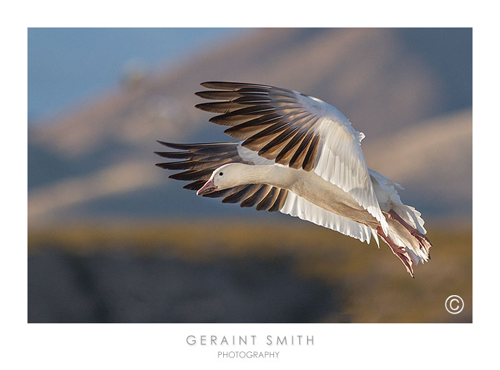 Snow goose evening fly in at the Bosque del Apache NWR, NM