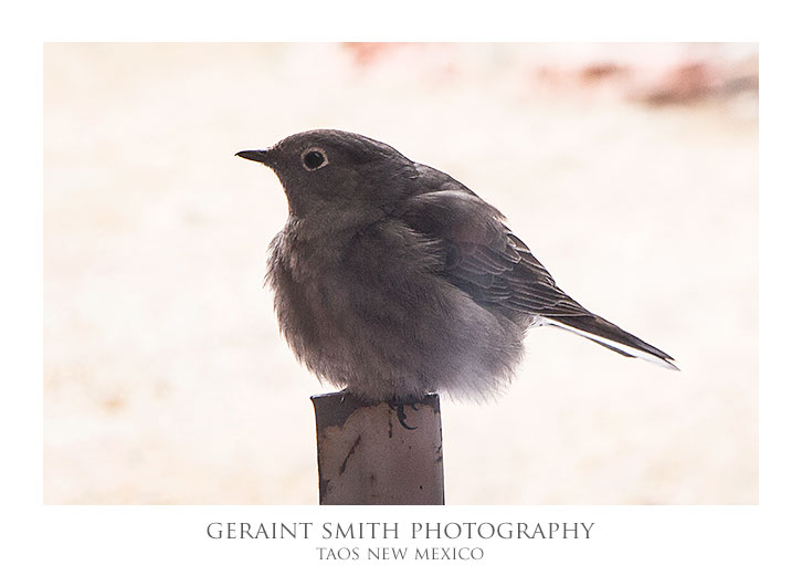 Townsend Solitaire