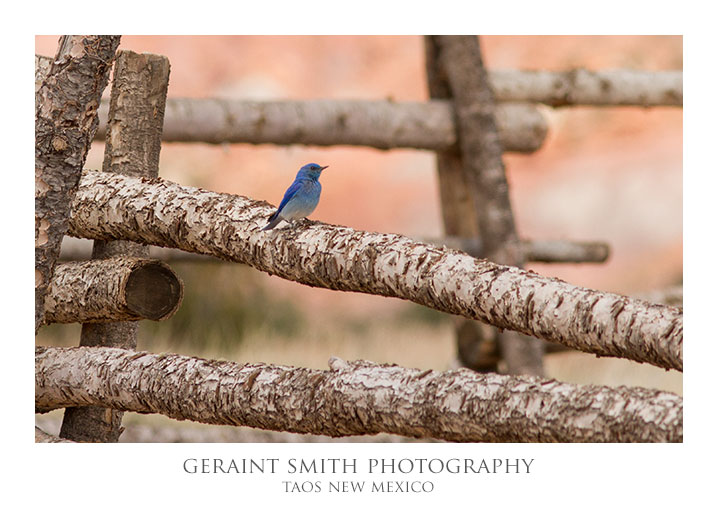 Mountain Bluebird on the old corral in Abiquiu, NM