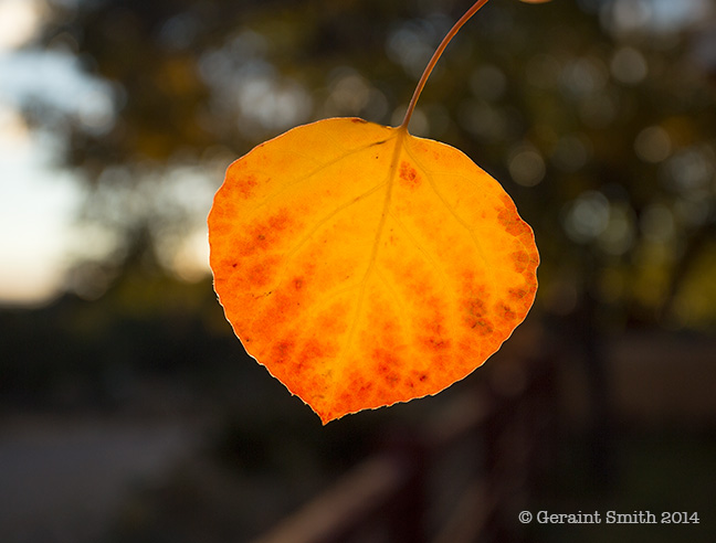 Aspen Leaf san cristobal nm fall color northern new mexico