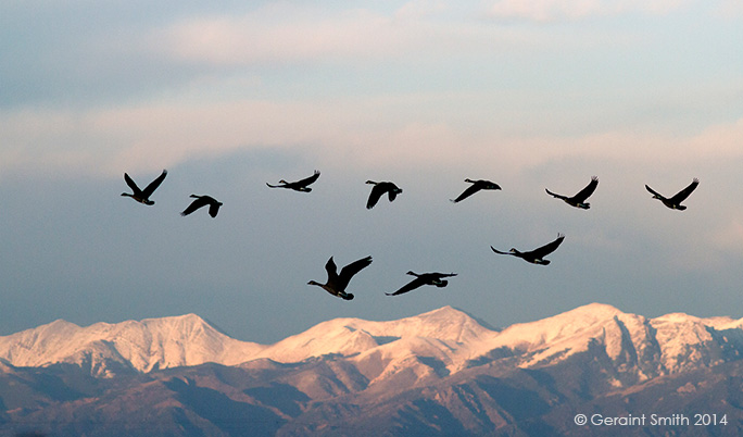 Canada Geese at the Monte Vista NWR, in the San Luis Valley, Colorado with the Sangre de Cristo Mountains