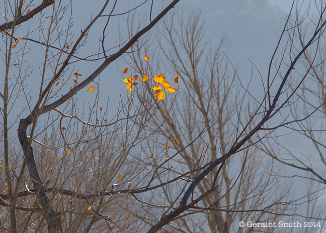 A few more leaves to go ... san cristobal taos new mexico cottonwoods