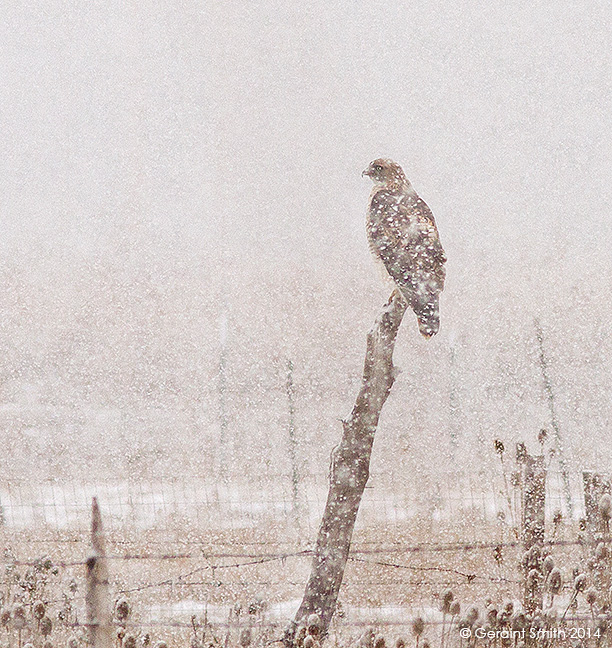 Red-tailed Hawk's domain, Valverde Commons, Taos, NM