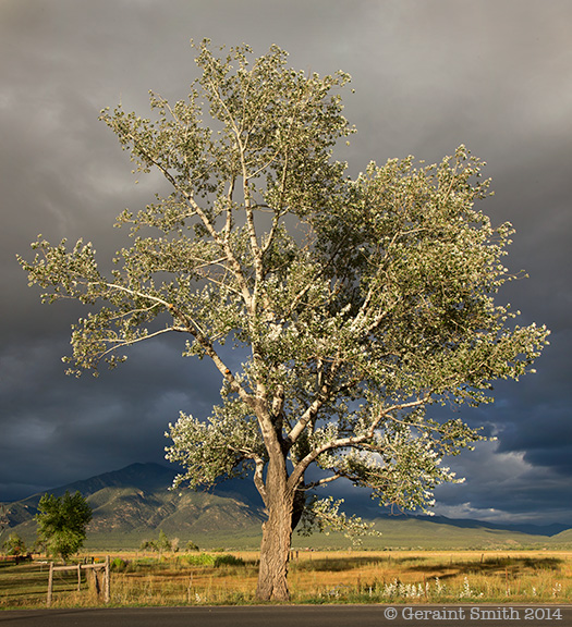 Cottonwood tree and Taos Mountain sunset new mexico