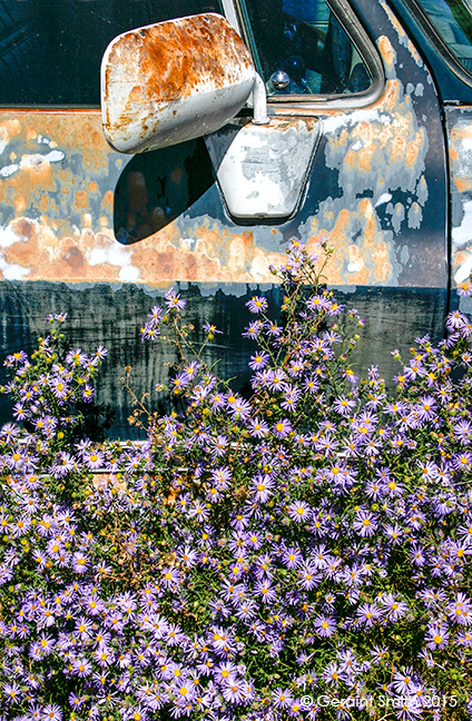 Aster paradise on the High Road to Taos