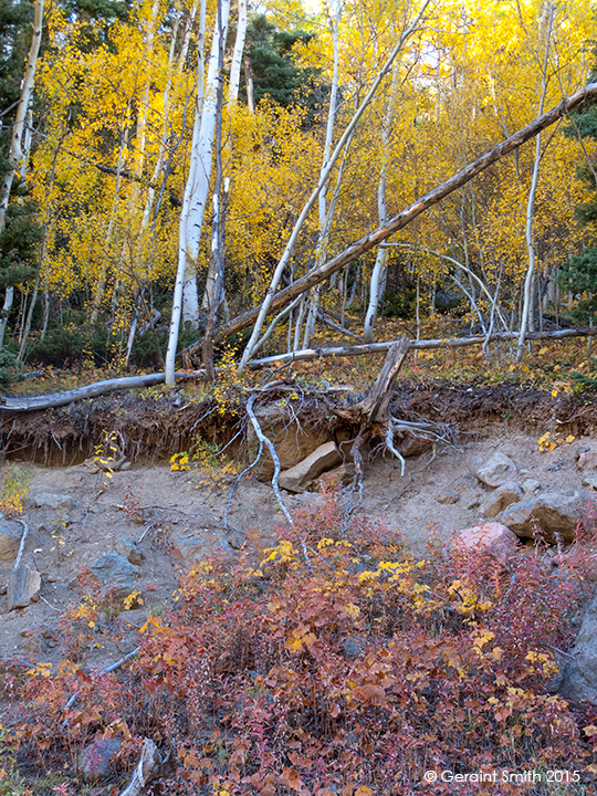 Aspen roots ... fall in Taos Ski Valley