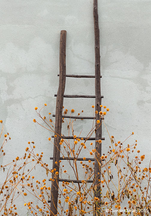 Ladder and fall sunflowers ... Arroyo Seco new mexico