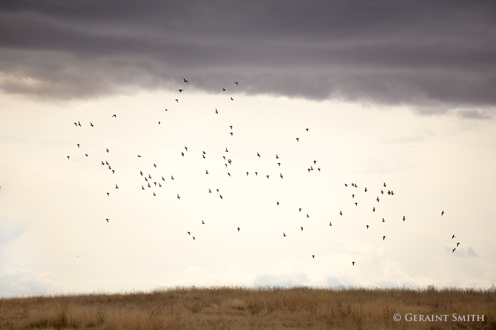 mallards at the maxwell national wildlife refuge