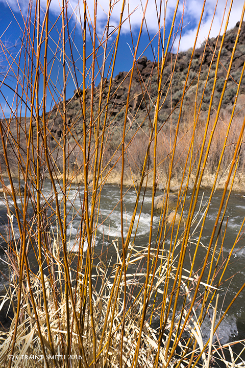 Spring willows on the Rio Pueblo, Taos NM