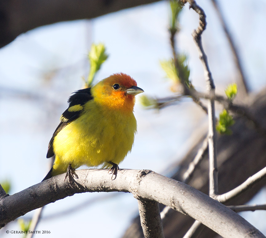 Western Tanager taos new mexico san cristobal nm