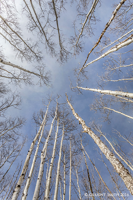 Looking up aspens in the sangre de cristo mountains northern new mexico