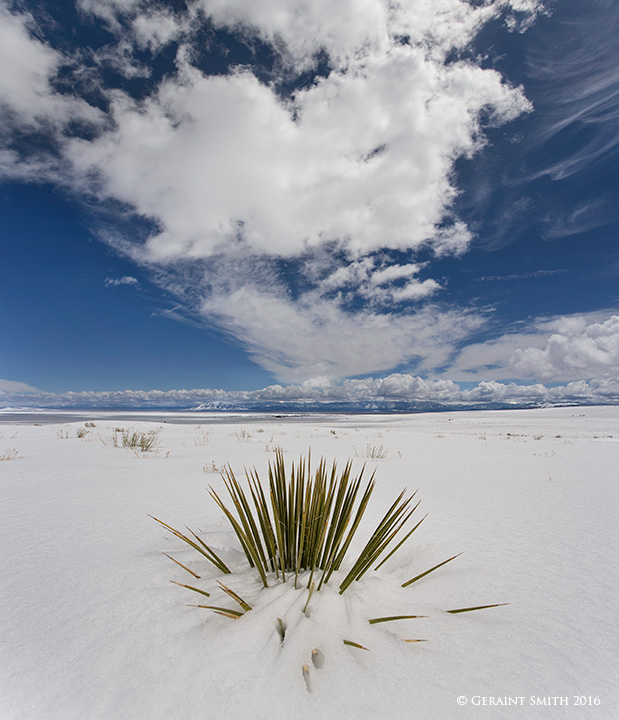 Spring snow fall and Yucca on the Taos Volcanic Plateau
