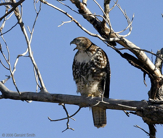 Hawk, Bird of prey, raptor