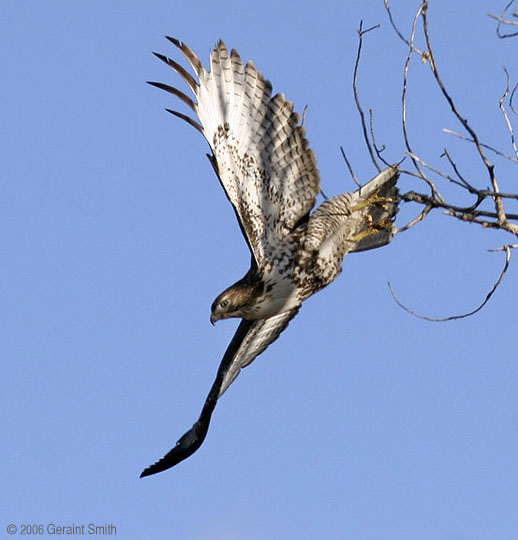 Hawk, Bird of prey, raptor