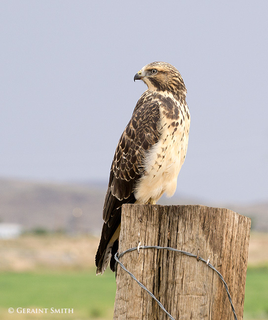 One of many fledgling Swainson's Hawks we saw on a photo tour this week in the San Luis Valley, CO