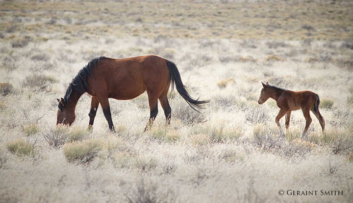 Wild horses in the San Luis Valley, Colorado