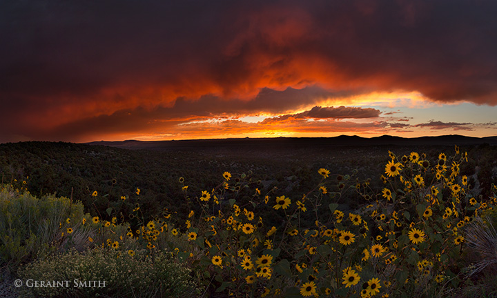 Sunflower sunset, San Cristobal, NM