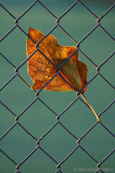 A leaf caught on fence. The background is the green asphalt of a tennis court.