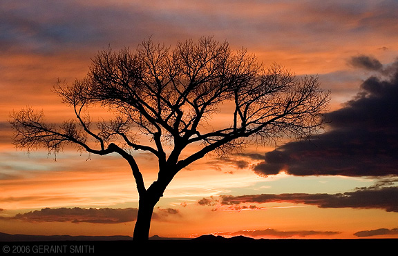 Lone tree and sunset, Taos