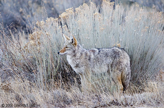 Coyote watches ... and waits ... near Pilar hill yesterday evening.