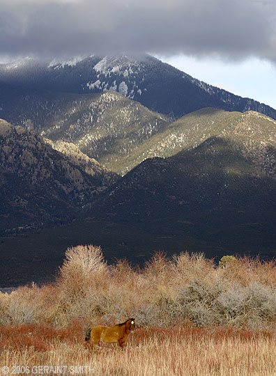 A horse in the willows and Taos mountain shrouded in clouds