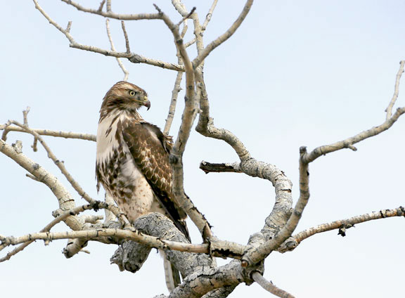 Hawk (Red Tail) of the week seen in El Prado, New Mexico