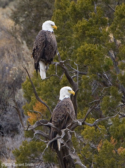 Bald Eagles wintering along the Rio Grande in Pilar, New Mexico