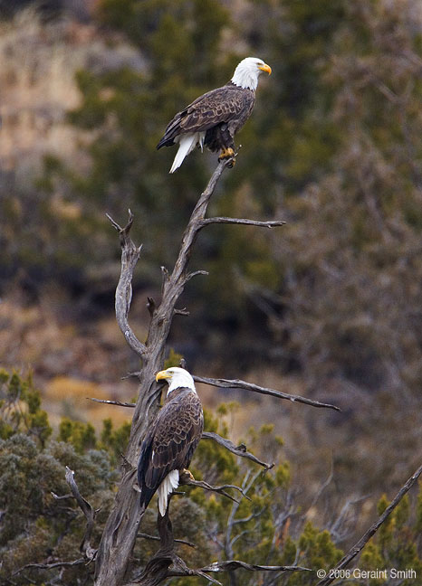 Bald Eagles wintering along the Rio Grande in Pilar, New Mexico