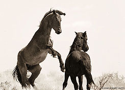 2008 April 14, Horses