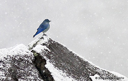 2009 April 11, Bluebird on a rock in the Rio grande Gorge snow ... 