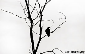 2011 April 17  The ubiquitous Taos Raven
