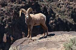 2013 April 22  "This is my rock" ... Bighorn sheep (Ovis canadensis) on the rim of the Rio Grande Gorge 