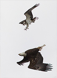 2013 April 02  Mid air moment between the Bald Eagle and the Osprey