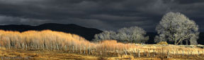 Willow and tree light in Ranchos de Taos, New Mexico