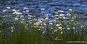 2007 August 05, Lake daisies, Colorado