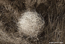 2008 August 12, A tumbleweed in the sage brush
